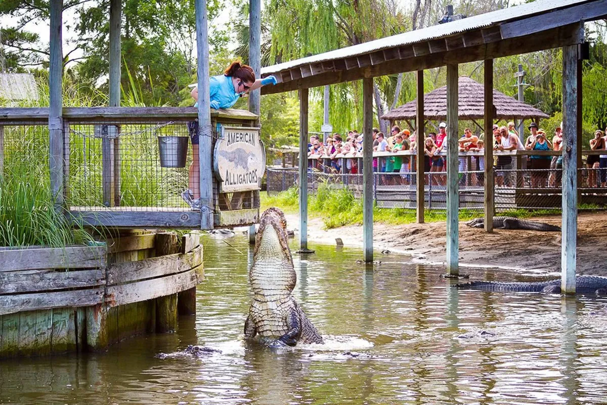 An outdoor scene capturing a woman interacting with an alligator in front of a captivated crowd, highlighting unique local attractions and family-friendly experiences centered around wildlife and education.